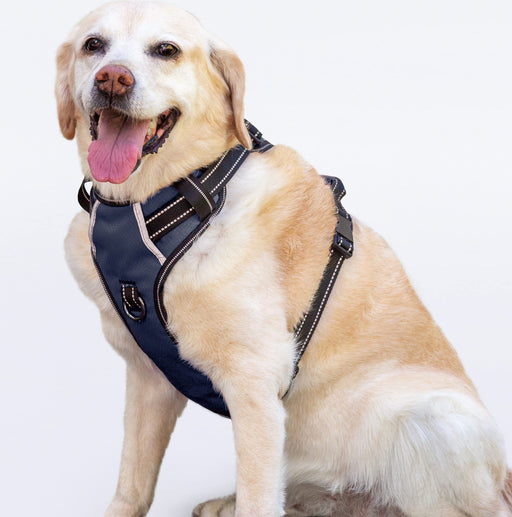 Yellow Labrador wearing navy blue reflective no-pull dog harness sitting and panting