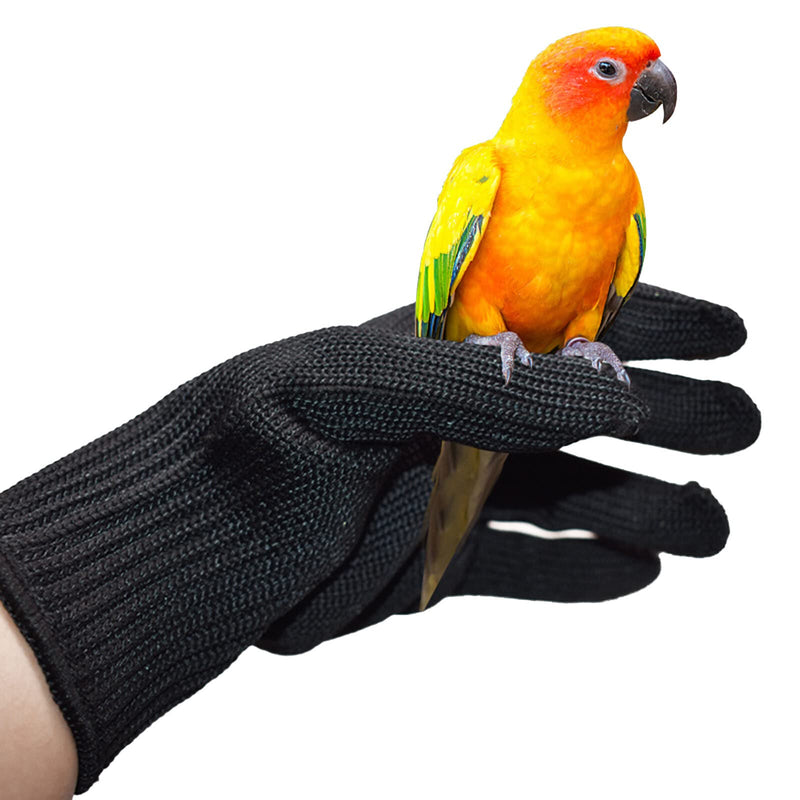 Colorful orange and yellow parrot perched on black protective glove on human hand