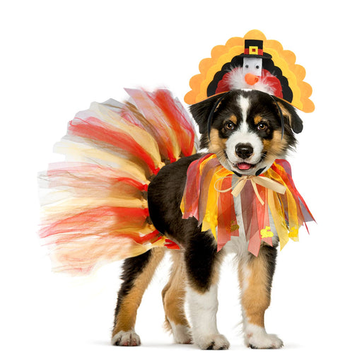 Tri-color puppy wearing turkey costume with colorful tulle tutu and pilgrim hat headpiece