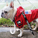 French bulldog wearing red waterproof raincoat with American flag patch under clear umbrella