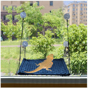 Orange bearded dragon resting on blue reptile window hammock attached with suction cups