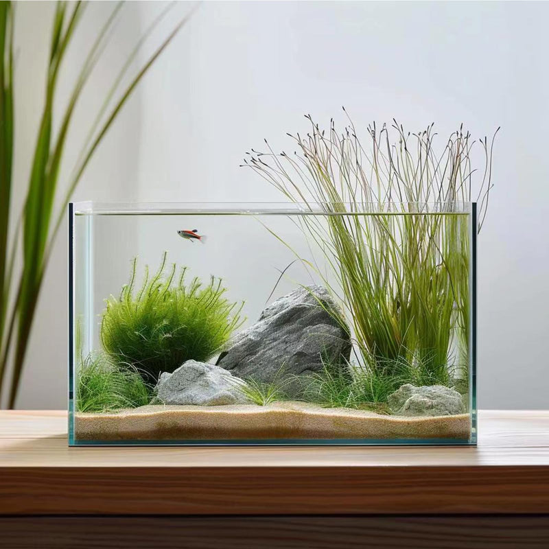 5-gallon rimless glass aquarium with sand substrate rocks aquatic plants and small fish