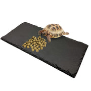 Small tortoise eating pellet food on a dark natural slate rock platform