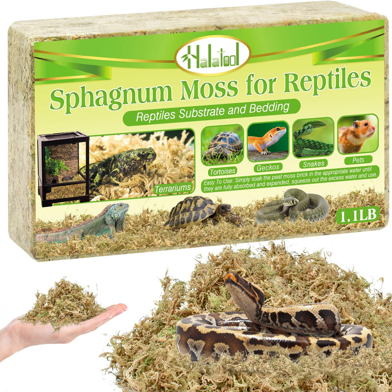Sphagnum moss package with hand holding moss and snake resting in natural bedding substrate