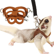 Sugar glider wearing brown leather harness with leash, showing harness components above
