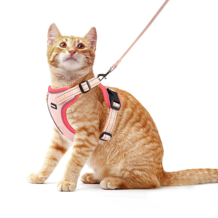 Orange tabby cat wearing pink and coral adjustable harness with matching leash on white background