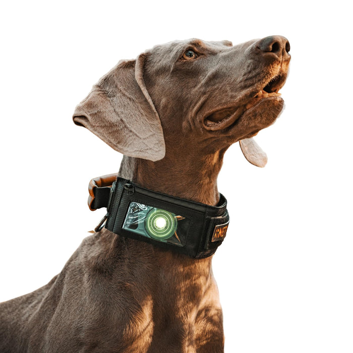 Gray and brown dog wearing black tactical GPS collar with glowing green display looking upward