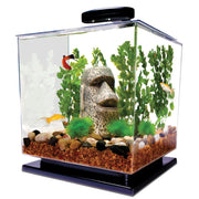 Clear cube aquarium with colorful fish, Easter Island statue, green plants and gravel substrate