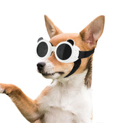 Small dog wearing white protective goggles with black elastic strap, waving paw against white