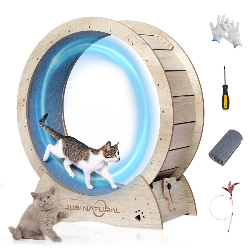 Large wooden cat exercise wheel with blue interior cushioning and gray kitten beside it