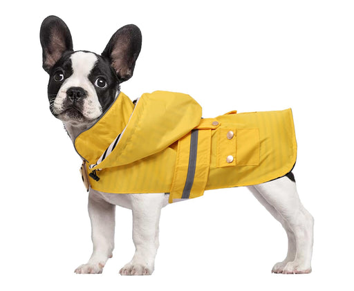 French Bulldog wearing yellow waterproof raincoat with hood and reflective strip on white background
