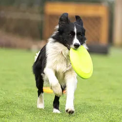 Rubber Flying Retrieval Disc for Dogs