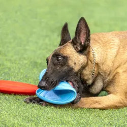 Rubber Flying Retrieval Disc for Dogs